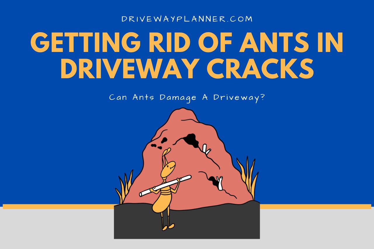 What Causes Ants To Appear In Driveway Cracks?